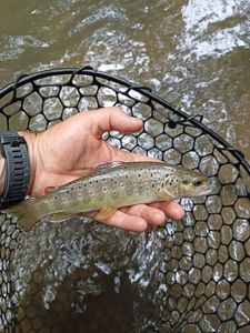 Brown Trout