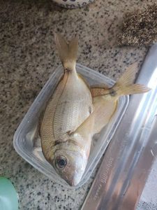Gerreidae