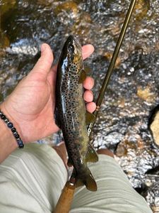 Brown Trout
