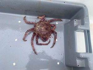 European Spider Crab