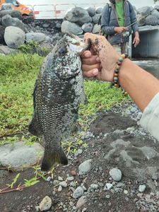 Rock Flagtail