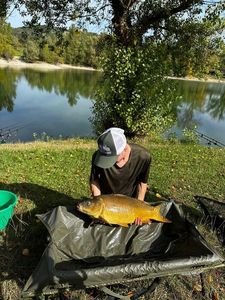 Mirror Carp