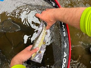 Brown Trout