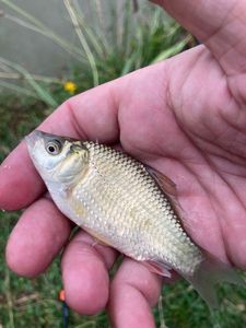 Crucian Carp