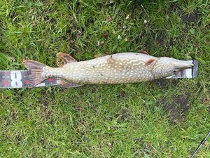 Northern Pike