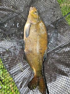Common Bream