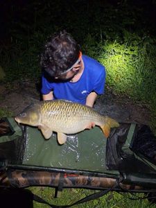Common Carp