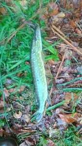 Northern Pike