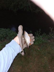 Roach