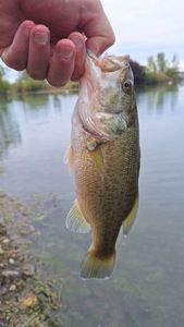 Largemouth Bass