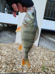 European Perch