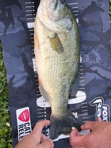 Largemouth Bass