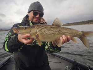 Iberian barbel