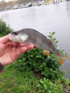 European Perch