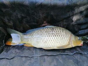 Common Carp