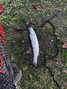 Rainbow Trout