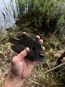 Bluegill