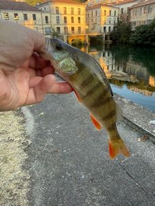 European Perch