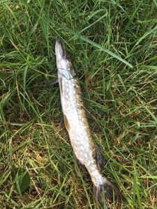 Northern Pike