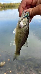 Largemouth Bass