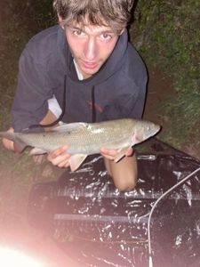 Barbel