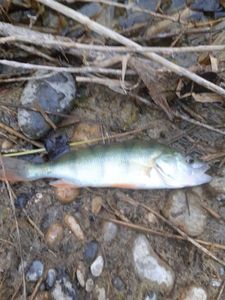 European Perch