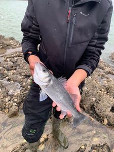 European Bass (Seabass)
