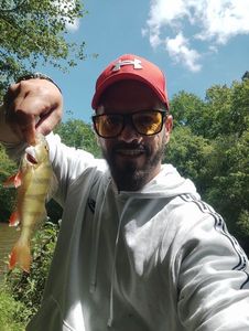 European Perch