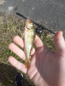 European Perch