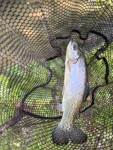 Rainbow Trout
