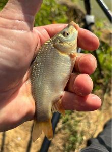 Crucian Carp