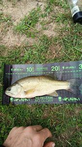 Smallmouth Bass