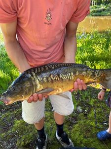Mirror Carp