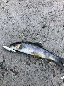 Brown Trout