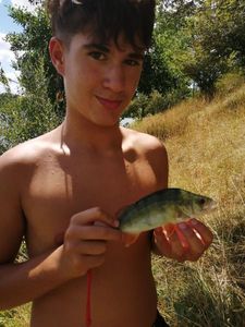 European Perch