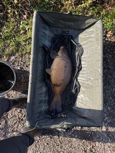 Mirror Carp