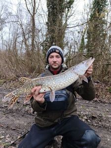 Northern Pike