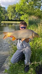 Common Carp