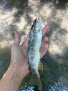 Brown Trout