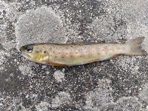 Brown Trout