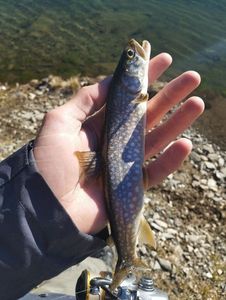 Truite de Lac (Touladi - Omble du Canada - Truite Grise - Cristivomer)