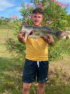 Largemouth Bass