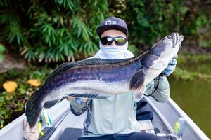 Snakehead