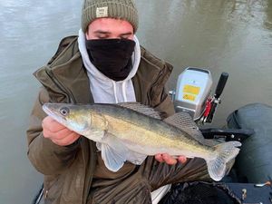 Zander
