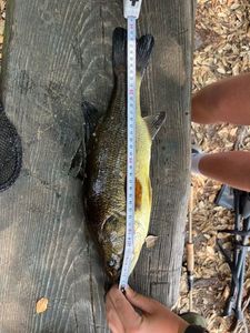Largemouth Bass