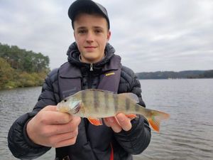 European Perch