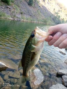 Largemouth Bass