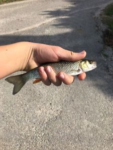 Chub