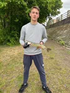 Northern Pike