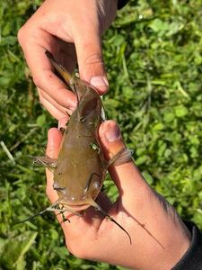 Black Bullhead